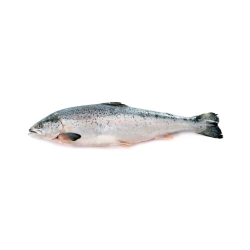 NORWAY Frozen Salmon Whole (KG)
